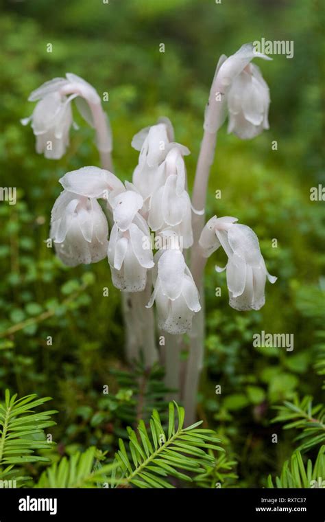 Monotropa uniflora, also known as ghost plant (or ghost pipe), Indian ...