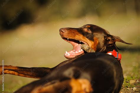 Doberman Pinscher Dog With Cropped Ears And Red And Tan Marking Lying