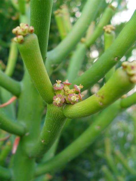 Euphorbia tirucalli Images - Useful Tropical Plants