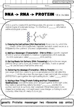 Dna To Protein Tpt Worksheets Library