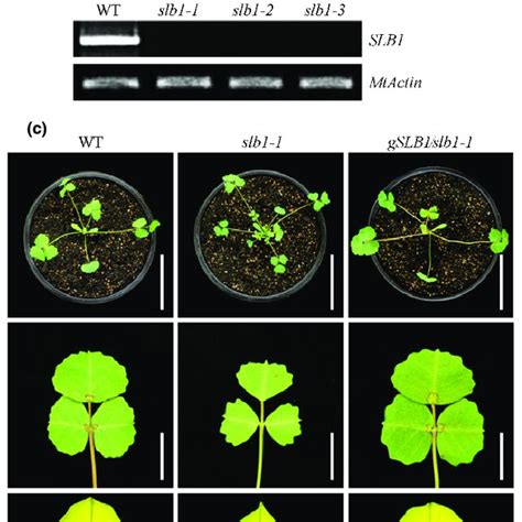 Medicago Truncatula Slb Physically Associates With Components Of The