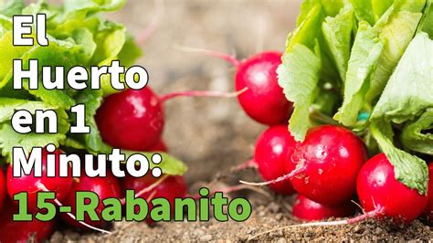 Cultiva RÁBANOS en casa Guía ÉXITO para SIEMBRA