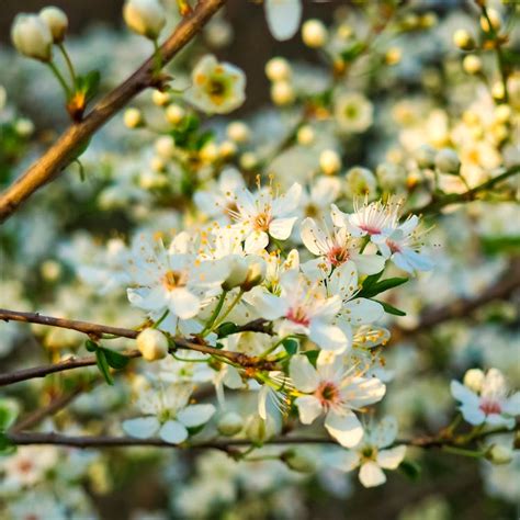 Indian Fig Plant · Free Stock Photo