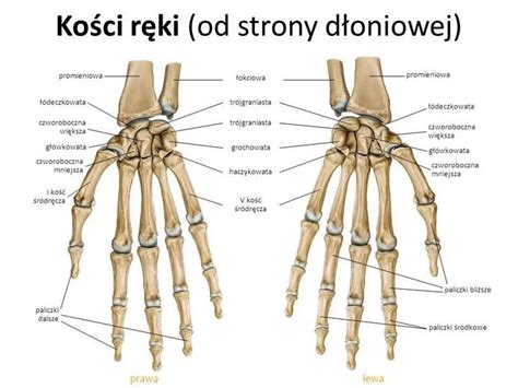 Kości ręki anatomia budowa kości dłoni Warszawska Akademia Medyczna