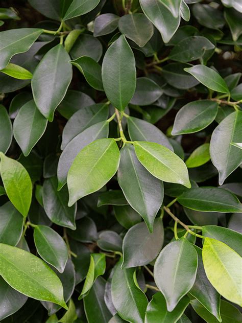 Ficus Nitida Hercs