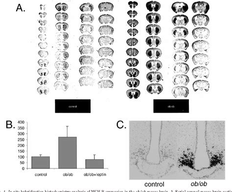 Figure 4 From Printed In U S A Copyright 2001 By The Endocrine