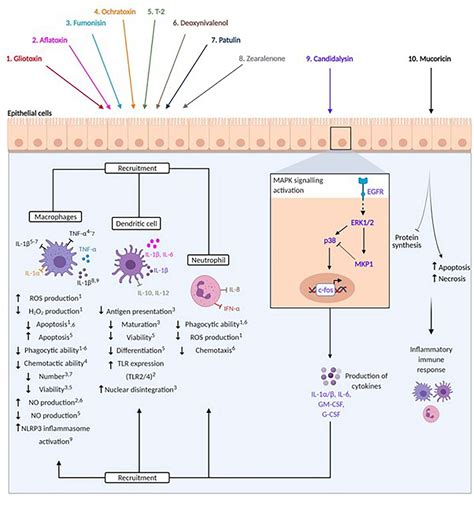 Frontiers Fungal Toxins And Host Immune Responses