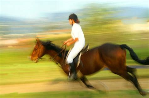 riding  horse stock  images  backgrounds