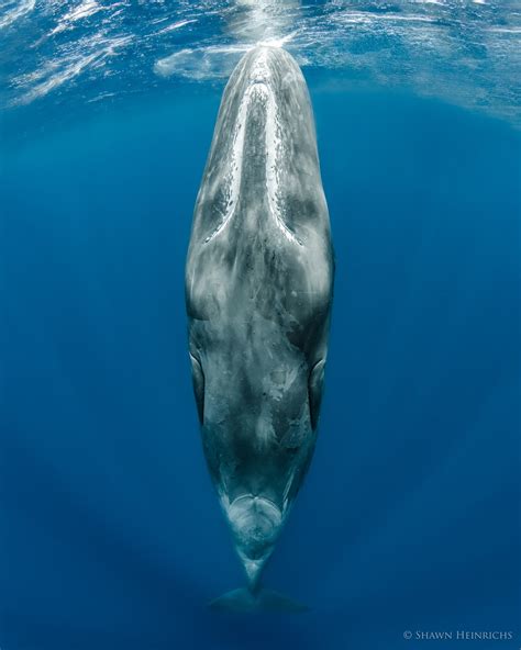 Shawn Heinrichs - "Impossible is not a fact. It's an opinion