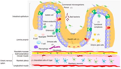 Intestinal Epithelial Barrier And Neuromuscular Compartment In Health