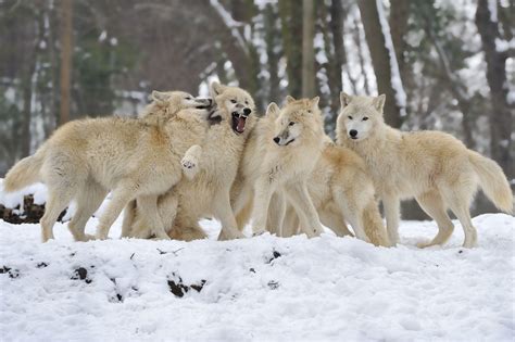 Wolf Winter Wallpapers Top Free Wolf Winter Backgrounds Wallpaperaccess