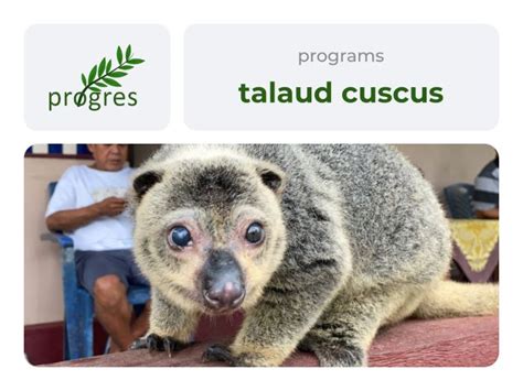 talaud bear cuscus conservation program progres
