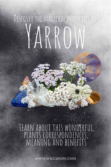 Yarrow Magical Properties And Benefits Magick Yarrow Magic Herbs
