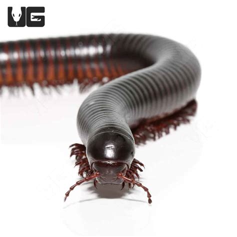 Giant African Millipedes for sale - Underground Reptiles