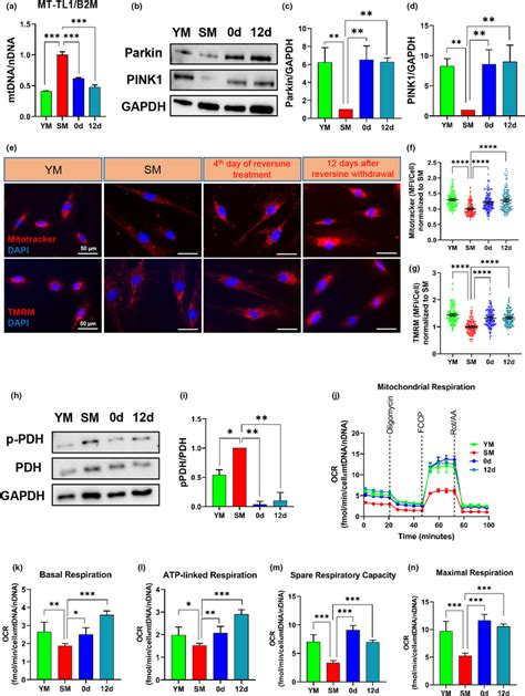 Reversine Improves Mitochondrial Function In Senescent Myoblasts A