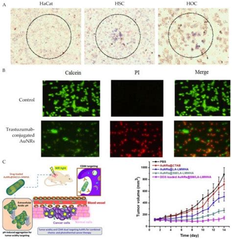 Bioengineering Free Full Text Gold Nanorod Assisted Photothermal Therapy And Improvement