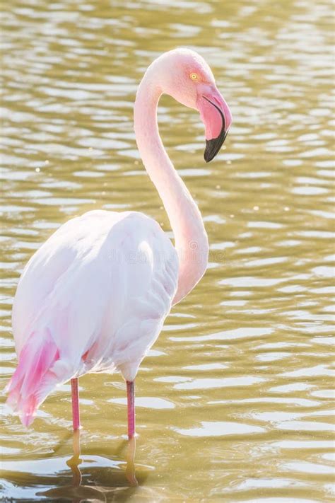 Pink Flamingo Greater Flamingo In Their Natural Environment