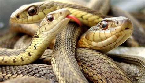 Scopri L Interpretazione Dei Serpenti In Un Sogno Di Ibn Sirin Un Sito