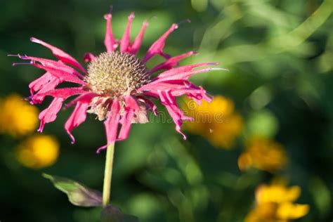 Summertime Flowers in Bloom Stock Photo - Image of bloom, nature: 172740366