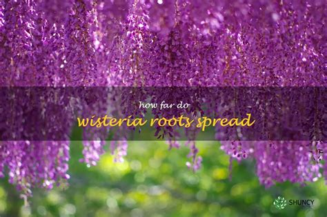 Exploring The Reach Of Wisteria Roots How Far Do They Spread Shuncy