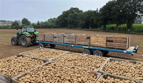 Faute De Plants Suffisants Va T On Vers Une P Nurie De Pommes De Terre