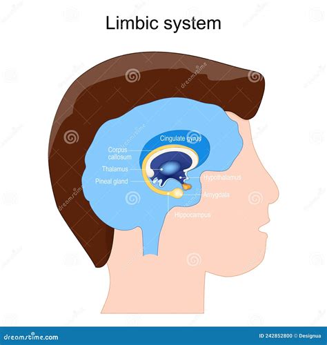 Limbic System Anatomy Structure Of Brain Ganglia Amygdala Stock