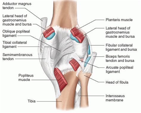 Oblique Popliteal Ligament