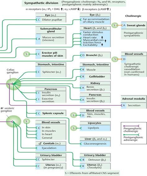 The Peripheral Nervous System Pharmacology An Illustrated Review