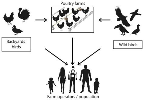 Avian Influenza Life Cycle