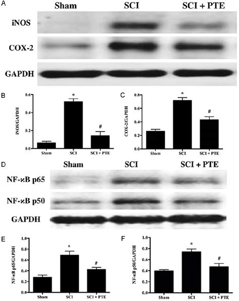 Figure 1 From Pterostilbene Protects Against Traumatic Spinal Cord