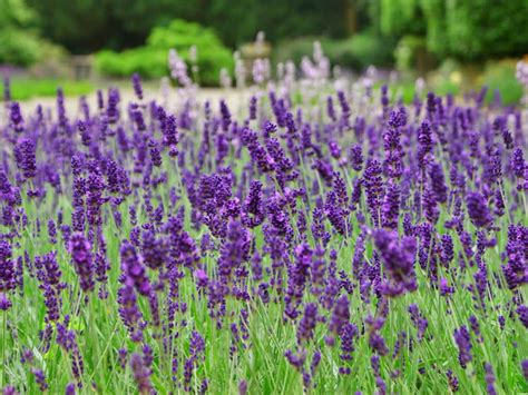 Lavandula Latifolia Spike Lavanta Lavender Plant Lavender Seeds