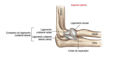 Epicondilalgia Lateral E Fisio