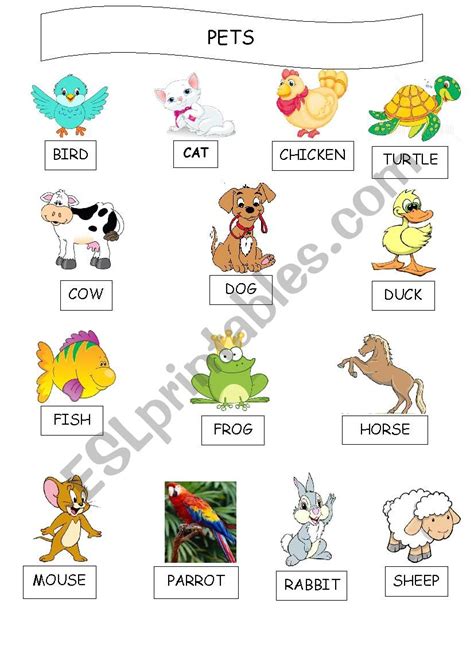 Pets Esl Worksheet By Eflon