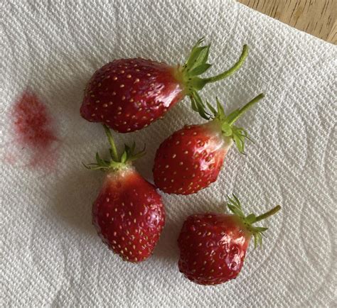 Why Are My Strawberries Oddly Shaped R Vegetablegardening