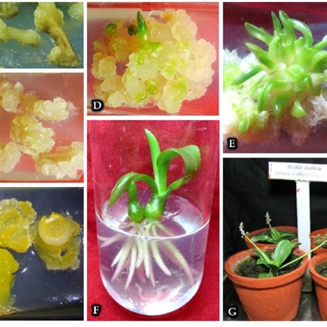 In Vitro Regeneration Of Ledebouria Revoluta Through Callus Mediated