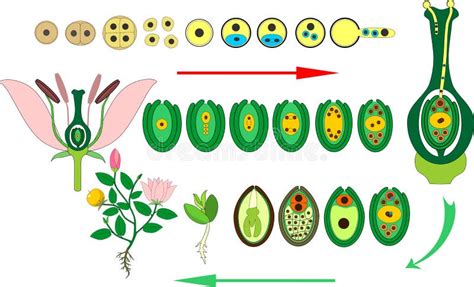 Ciclo Di Flora Dell Angiosperma Diagramma Del Ciclo Di Vita Della