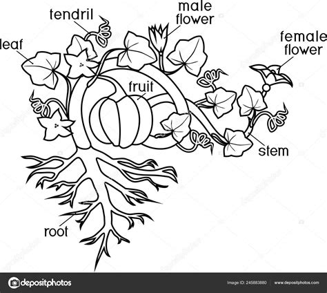 Parts Of The Plants Coloring Pages