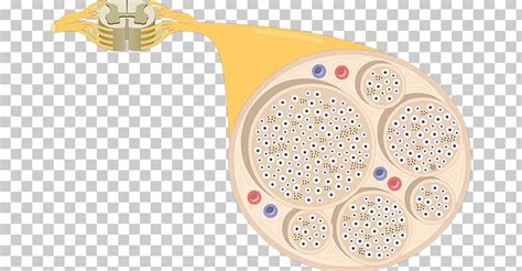 Nerve Fascicle Anatomy Multipolar Neuron Nervous System PNG, Clipart ...