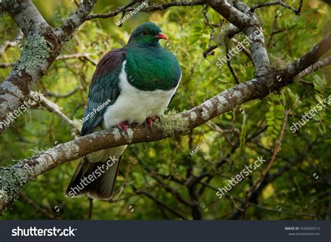 Kereru Photos, Images and Pictures