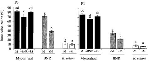 Percentage Of Root Length Of Mung Bean Colonized By G Coronatum M