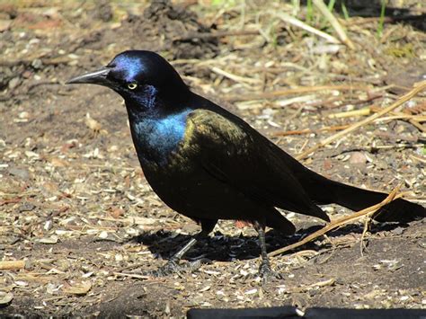 Iridescent Birds The Garden And Patio Home Guide