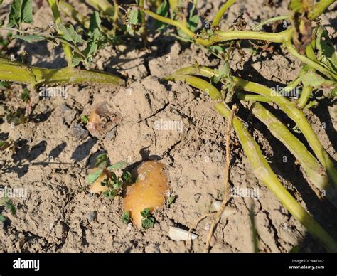 Potatoes Grow In Soil Solanum Tuberosum Stock Photo Alamy