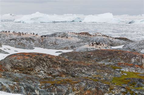 Yalour Island Antarctica Photos By Ron Niebrugge