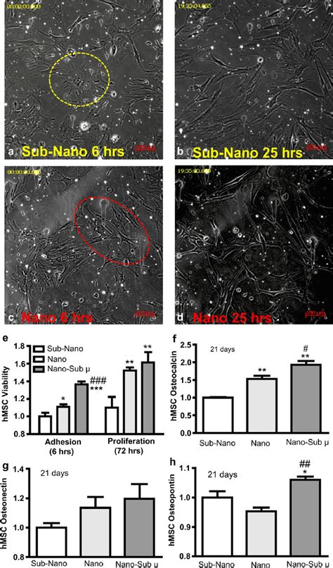 Live Cell Images Of Hmsc Morphology On Sub Nano Titanium Surfaces At