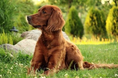 Are Irish Setters Hypoallergenic Vet Reviewed Breed Characteristics