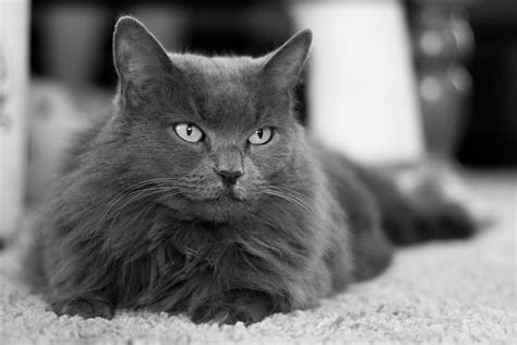 Nebelung: Cat Breed Profile, Characteristics & Care