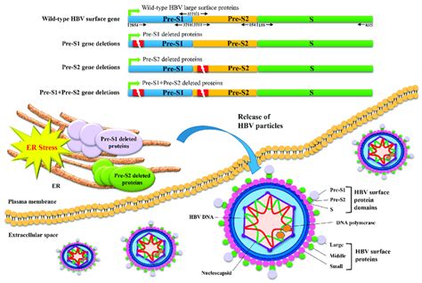 Schematic Representation Of Hbv Pre S Gene Deletions And The Expression