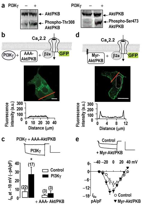 Role Of Akt PKB In The PI3K Induced Enhancement Of Cav Expression At