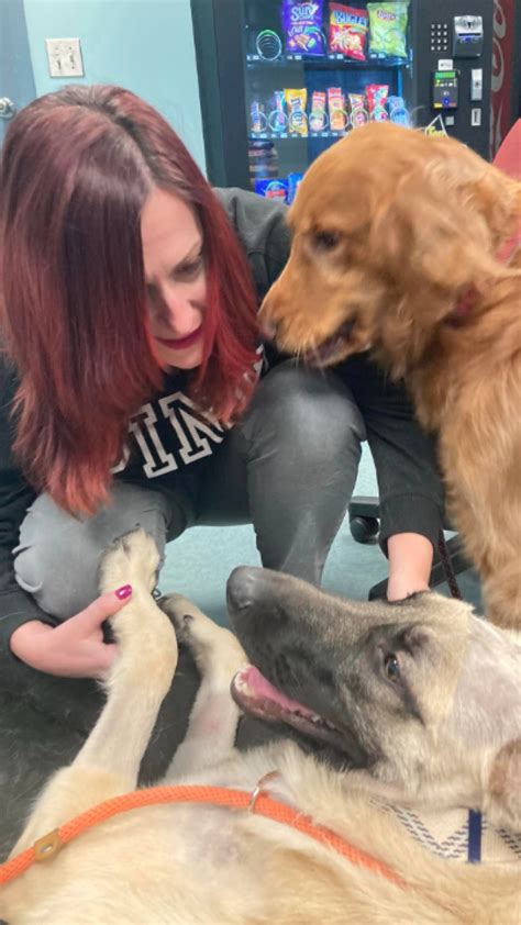 Perro Recibió Un Disparo Sobrevivió Y Fue Adoptado Por El Policía Que Lo Socorrió Noticiascaracol