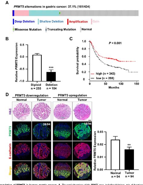 Figure 1 from PRMT5 acts as a tumor suppressor by inhibiting Wnt β